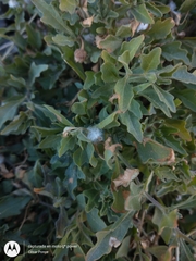 Chamaesaracha sordida