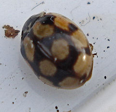 Adalia decempunctata