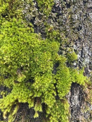 Syntrichia ruralis