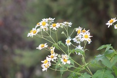 Montanoa grandiflora