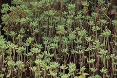 Sedum pachyphyllum
