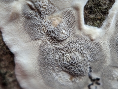 Peniophora albobadia