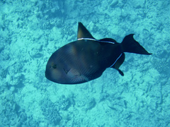 Melichthys niger