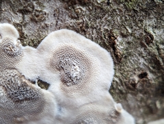 Peniophora albobadia