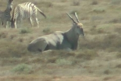 Tragelaphus oryx oryx