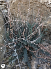 Astrolepis cochisensis