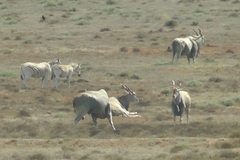 Tragelaphus oryx oryx