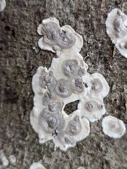 Peniophora albobadia