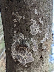 Peniophora albobadia