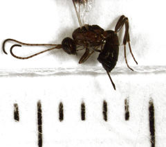 Gelis tenellus
