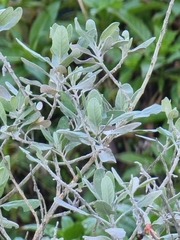 Teucrium heterophyllum