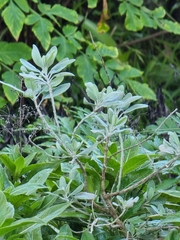 Teucrium heterophyllum