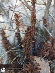 Aphyllon cooperi