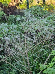 Teucrium heterophyllum