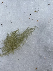 Usnea subfloridana