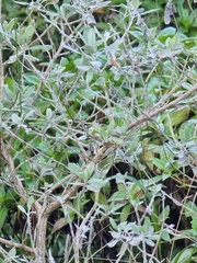 Teucrium heterophyllum