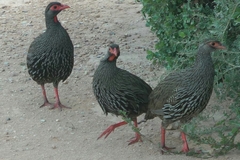 Pternistis afer castaneiventer