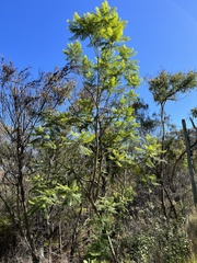Jacaranda mimosifolia