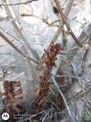 Aphyllon cooperi