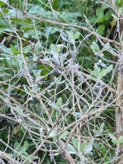 Teucrium heterophyllum