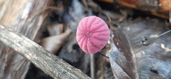 Marasmius haematocephalus