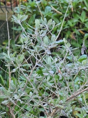 Teucrium heterophyllum