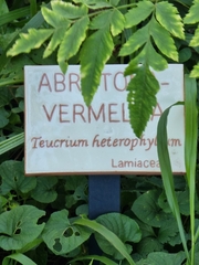 Teucrium heterophyllum