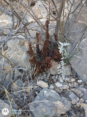 Aphyllon cooperi