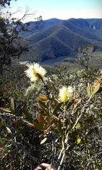 Melaleuca pallida