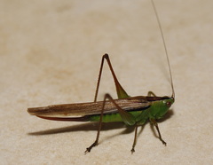 Anisoptera