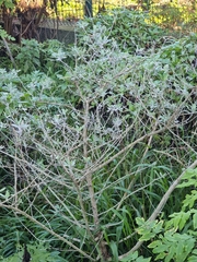 Teucrium heterophyllum