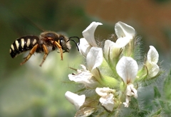 Rhodanthidium septemdentatum