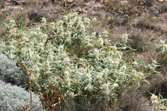 Phlomis