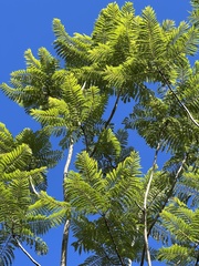 Jacaranda mimosifolia