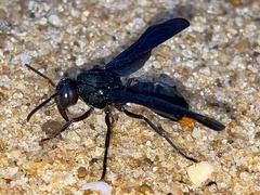 Synagris