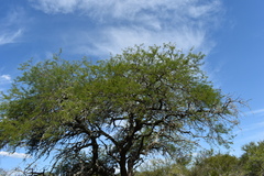 Prosopis nigra