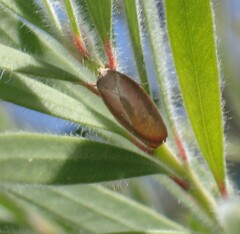 Ptyoptila matutinella