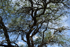 Prosopis nigra