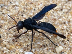 Synagris