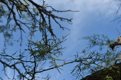 Prosopis nigra
