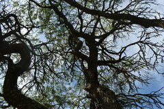 Prosopis nigra