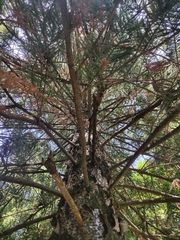 Cupressus lusitanica