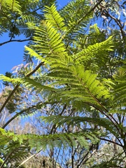 Jacaranda mimosifolia