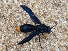 Synagris