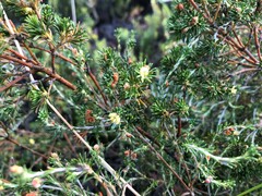 Phyllota pleurandroides