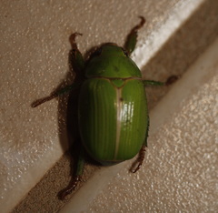 Anoplognathus prasinus