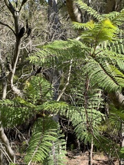 Jacaranda mimosifolia