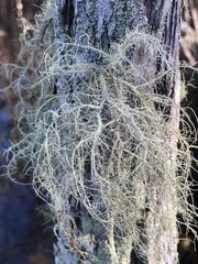 Usnea baileyi