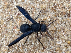 Synagris