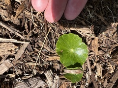Hydrocotyle bonariensis